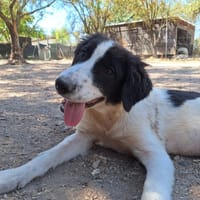 Angi, chienne à adopter