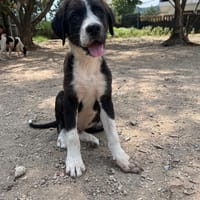 Homie, chien à adopter