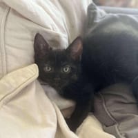 Adele, chatte à adopter