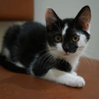 GAÏA, chatte à adopter