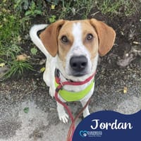 Jordan, dog to adopt