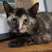 HERMIONE, chatte à adopter