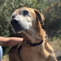 Kinder, chien à adopter