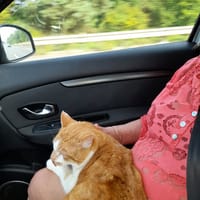 Baloo, chat à adopter