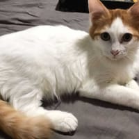 Avril chaton angora, chat à adopter