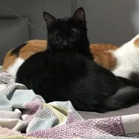 Arlo chaton angora, chat à adopter