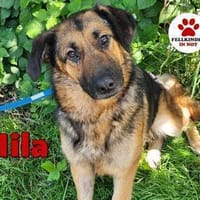 hübsche Mila sucht ihre Familie, Hündin zur Adoption