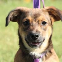 Lani  eine kleine Entdeckerin sucht ihr, Hündin zur Adoption