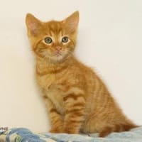 Kaleo + Koa, Kater zur Adoption