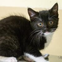Nafisa + Nafia, Katze zur Adoption