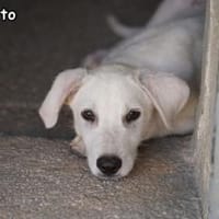 FABIETTO, Hund zur Adoption