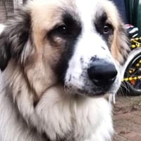 BOLLE - denkt gerne selbstständig....., Hund zur Adoption
