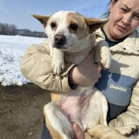 ❤🐾 TANJA, geb.März 2023, 35/40cm, Hündin zur Adoption