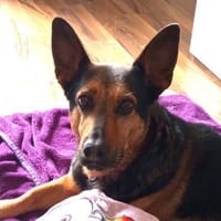 Tulma1 sucht ein Zuhause/Pflegestelle, Hündin zur Adoption