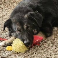 Dean sucht sein Für-Immer-Zuhause, Hund zur Adoption