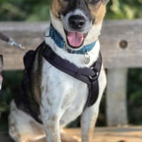 Luna ca 45 cm 2 Jahre, Hündin zur Adoption