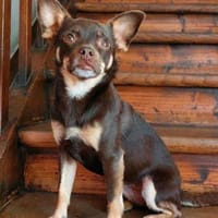 Linda ❤🍀sucht ihre Familie, Hündin zur Adoption