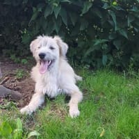 Dietrich sucht sein liebevolles Zuhause, Hund zur Adoption