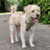 BINGO-liebenswerter,freundlicher Wuschel, Hund zur Adoption