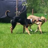 Notfall!!!!, Hündin zur Adoption