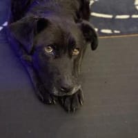 liebe Lexi sucht, Hündin zur Adoption