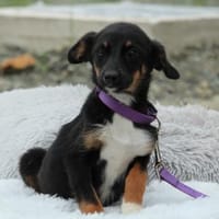 Kleine Linina sucht ihr Zuhause..., Hündin zur Adoption