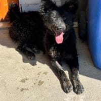 Orlando sucht sein Für-immer-Zuhause, Hund zur Adoption