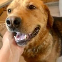 Junger Labrador, agil, gelehrig, Hund zur Adoption