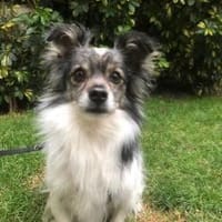 Blacky braucht unverschuldet neues Sofa, Hund zur Adoption