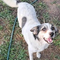 Robin, auf der Suche nach dem Glück, Hund zur Adoption