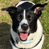 Patna, geb. ca. 06/2022, 60431 Frankfurt, Hündin zur Adoption