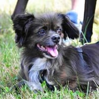 Arme kleine Ally - immer Kettenhund, Hündin zur Adoption