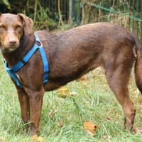 Dora ist eine ganz liebe Hundeseele, Hündin zur Adoption