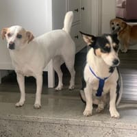 Jizel - eine wunderschöne Herzenshündin, Hündin zur Adoption