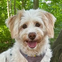 Tican, geb. ca. 9/2022, Efringen-Kirchen, Hund zur Adoption
