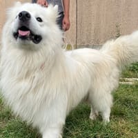 REX, chien à adopter