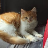 ARAMIS, chat à adopter
