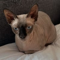 Walter, chat à adopter