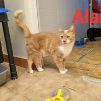 Alain, chat à adopter
