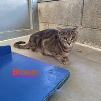 BLOOM, chatte à adopter