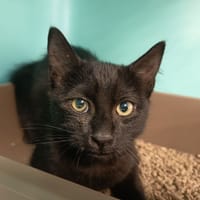 ORPHEE C, chat à adopter