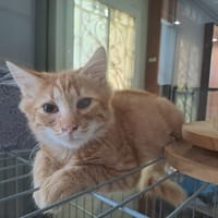 AUBURN, chat à adopter