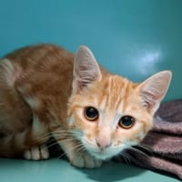 NIRVANA, chat à adopter