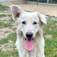 MIAGE, chien à adopter