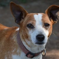 COSMO CHAO, chien à adopter