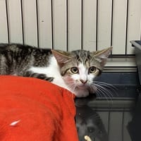 ANDY, chat à adopter