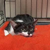 ATLAS, chatte à adopter