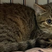 NATACHON, chat à adopter