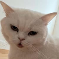 PYMA, chatte à adopter