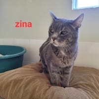 Zina, chatte à adopter